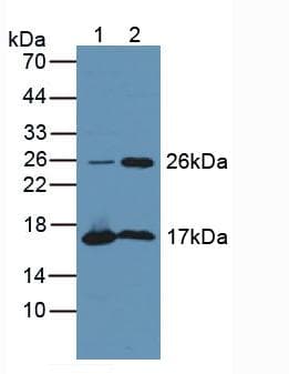 TPPP Antibody (aa8-210)