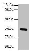 IHC-plus™ CYC1 / Cytochrome C-1 Antibody
