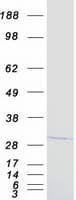 Human ING4 Protein (Recombinant Myc-DDK (Flag))
