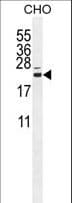 C16orf13 Antibody (aa1-30)