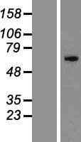 ZNF155 Protein (Over-Expression Lysate Myc-DDK (Flag))