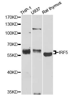 IRF5 Antibody