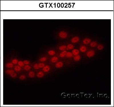 ERG Antibody (aa419-486)