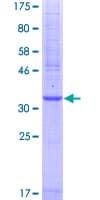 Human F2RL1 / PAR2 Protein (Recombinant GST, N-terminus)