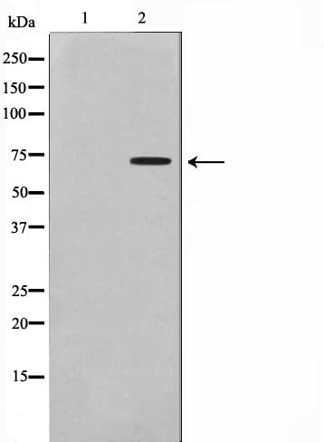 GUCY1B3 Antibody
