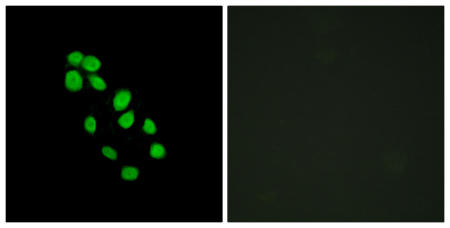 IHC-plus™ IRX2 Antibody (aa231-280)