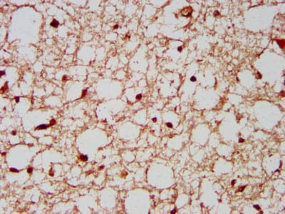RBFOX3 / NEUN Antibody