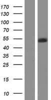 PAFAH1B1 / LIS1 Protein (Over-Expression Lysate Myc-DDK (Flag))