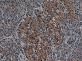 CPA1 / Carboxypeptidase A Antibody (clone OTI4F1)