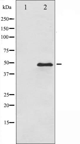 GATA3 Antibody