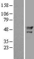 MAEL Protein (Over-Expression Lysate Myc-DDK (Flag))