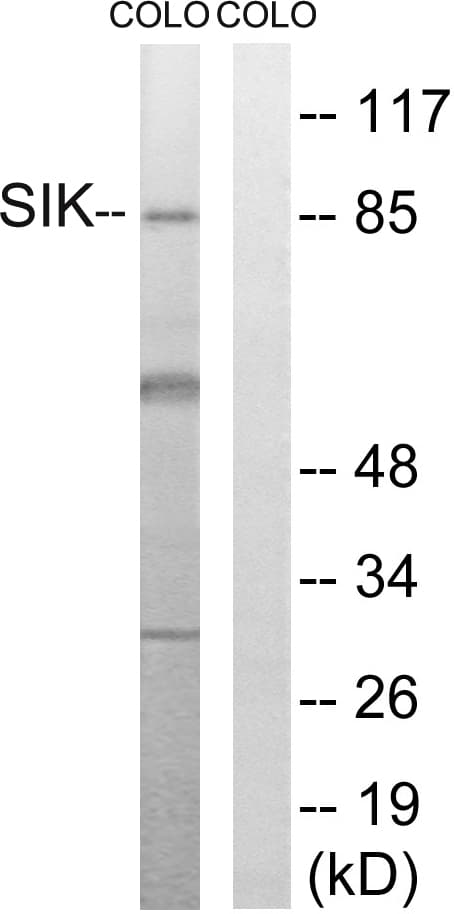 IHC-plus™ Polyclonal Rabbit anti-Human SIK1 / MSK Antibody (aa148-197, IHC, WB)