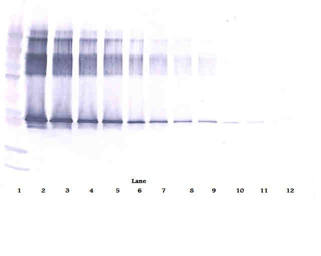 SERPINA12 / Vaspin Antibody