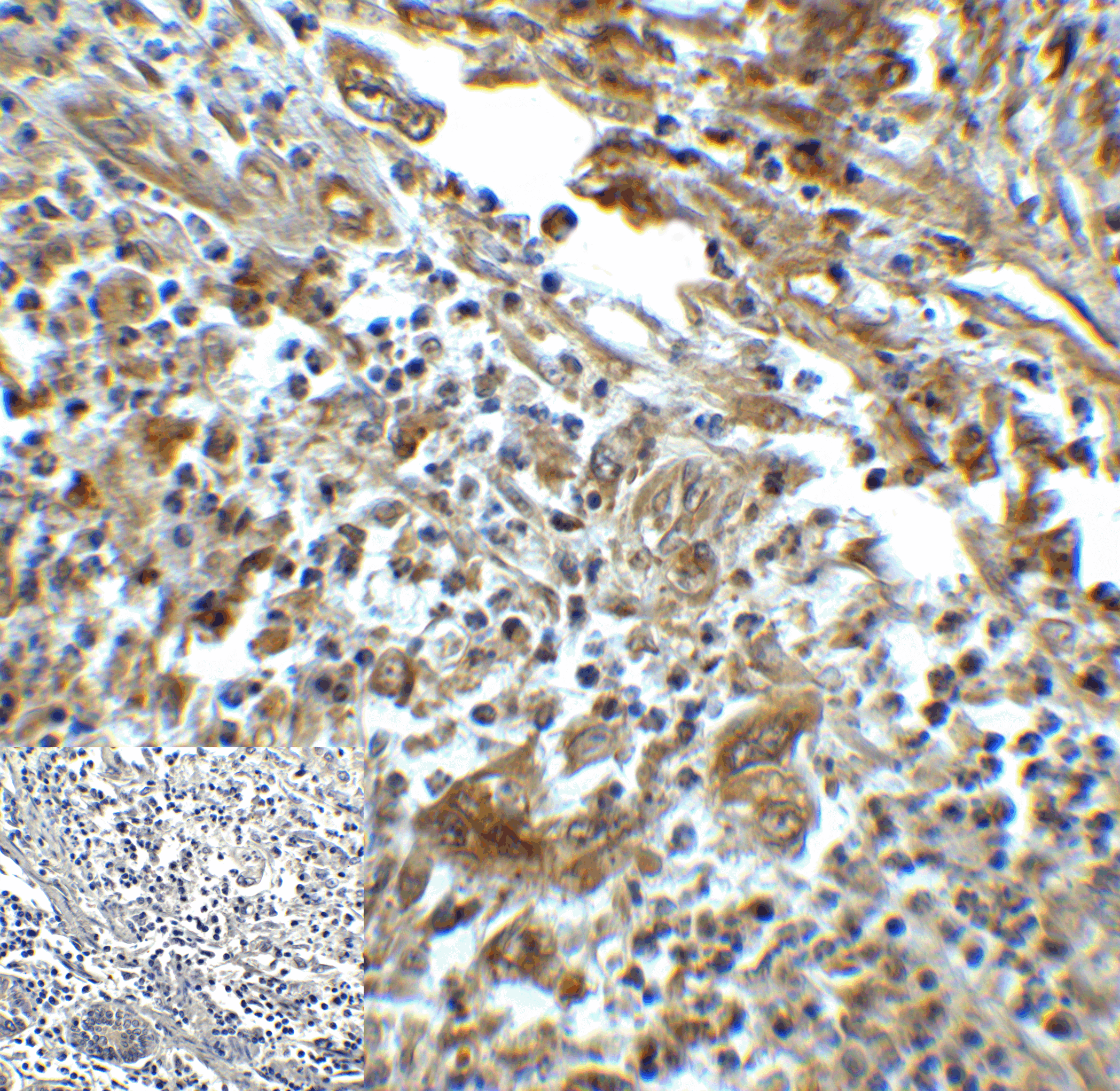 HAVCR2 / TIM-3 Antibody (clone 3G7)