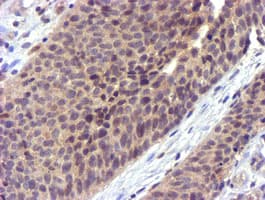 CYP2A6 Antibody (clone OTI9G3)