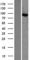 ZAK / MLTK Protein (Over-Expression Lysate Myc-DDK (Flag))