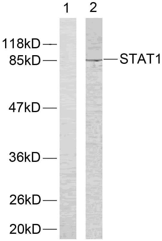 STAT1 Antibody (p701)