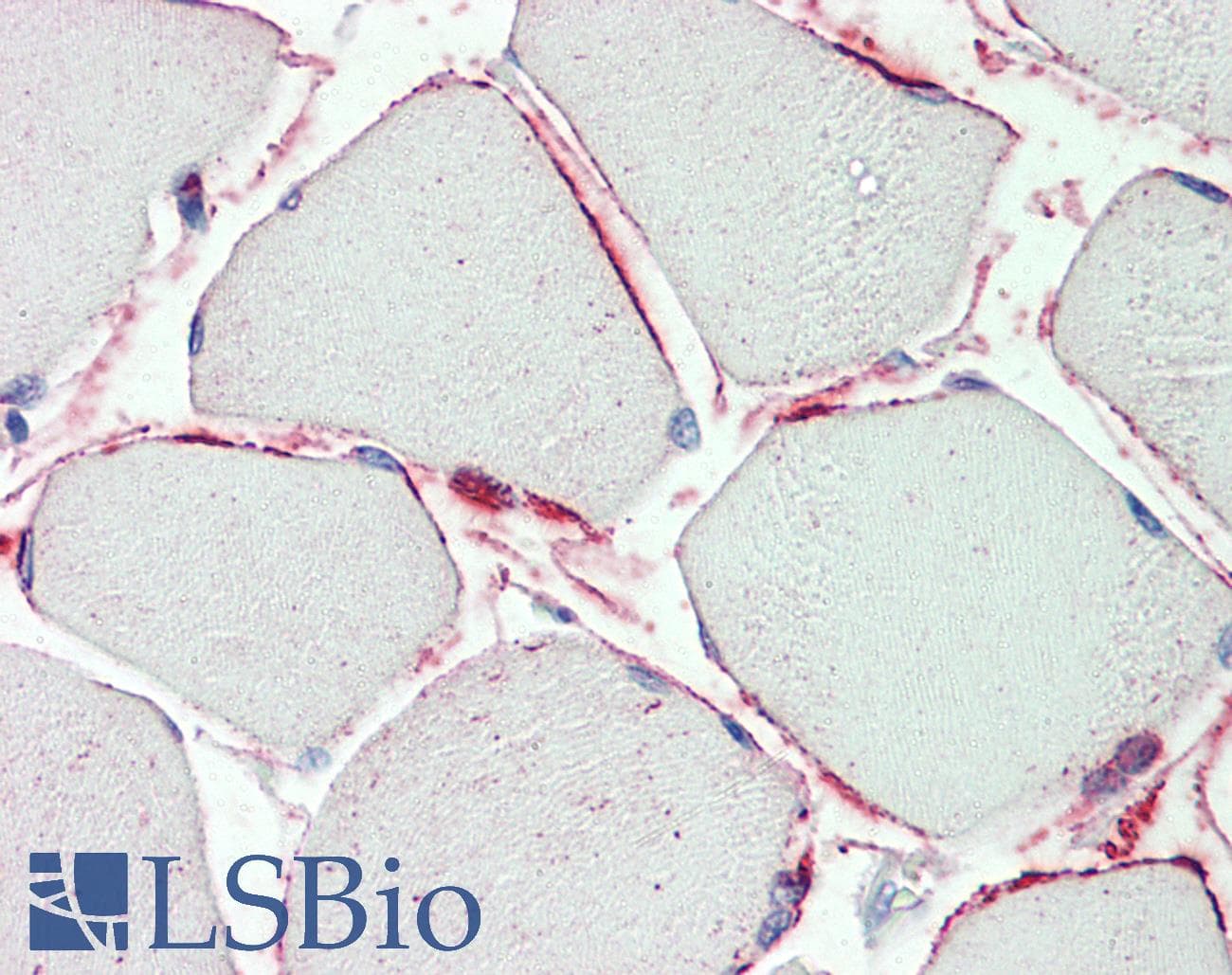IHC-plus™ PI15 Antibody (aa128-141)