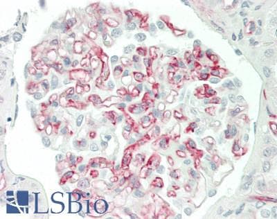 PathPlus™ Adiponectin Antibody (aa19-244, clone 2C9)