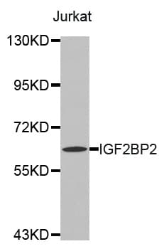 IGF2BP2 Antibody
