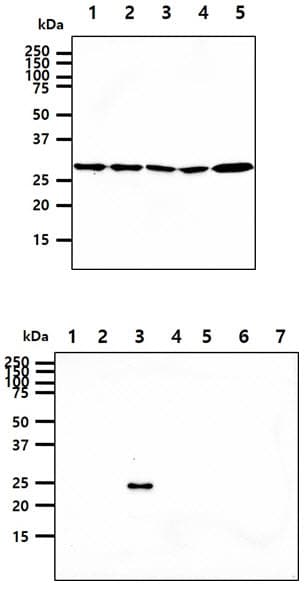 YWHAE / 14-3-3 Epsilon Antibody (clone AT4F8)