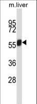 NEK3 Antibody (aa446-474)