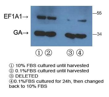 EEF1A1 Antibody (aa46-72)