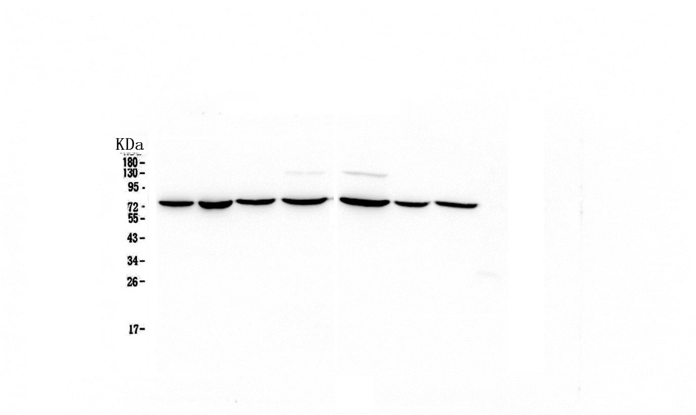 HSPA2 Antibody