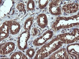SYP / Synaptophysin Antibody (clone OTI1B10, Carrier-free)