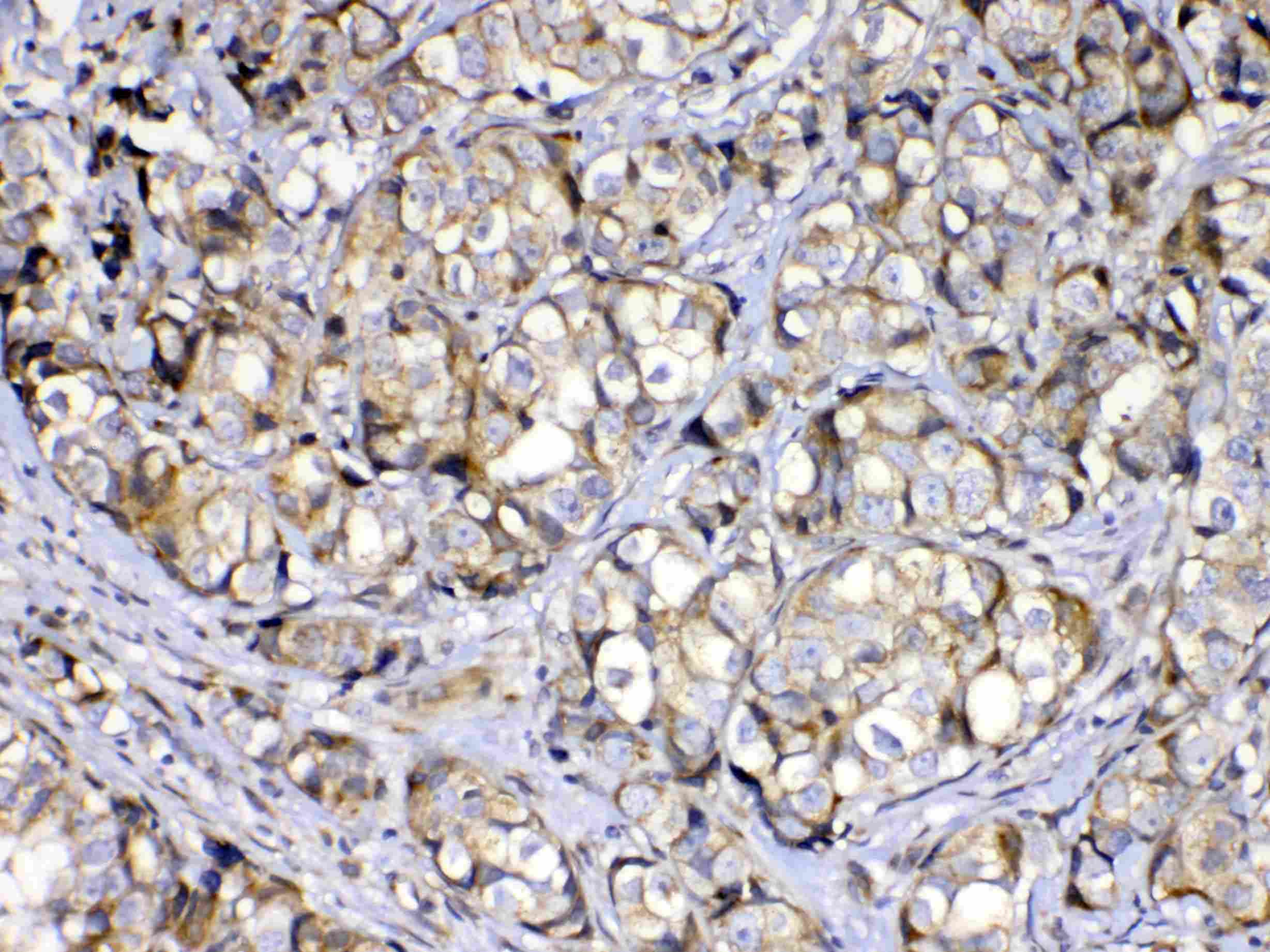 COPE Antibody