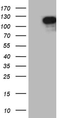 Monoclonal Mouse anti-Human ELF1 Antibody (clone OTI4F4, WB)
