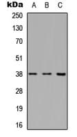 APAF1 / APAF-1 Antibody (Internal)