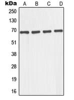 Polyclonal Rabbit anti-Human GNL1 Antibody (N-Terminus, WB)