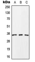 SCAMP1 / SCAMP Antibody (C-Terminus)