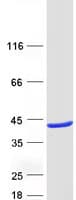 Human RASSF5 / RAPL Protein (Recombinant Myc-DDK (Flag))