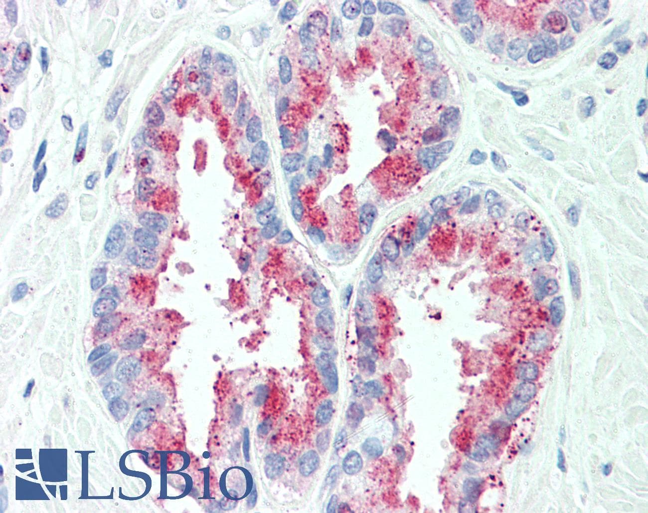 IHC-plus™ TSPAN13 / TM4SF13 Antibody (Internal)