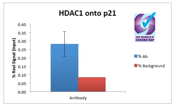 Polyclonal Goat anti-Human HDAC1 Antibody (aa469-480, IF, WB)