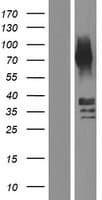 CTSE / Cathepsin E Protein (Over-Expression Lysate Myc-DDK (Flag))