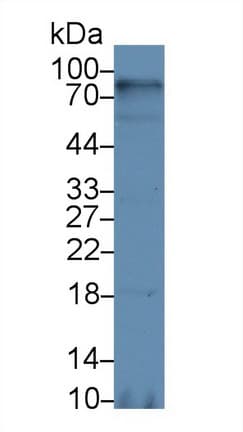 CD38 Antibody (aa53-284)