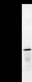 TPX2 Antibody (clone 3164C6a)