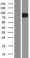 NOLC1 Protein (Over-Expression Lysate Myc-DDK (Flag))