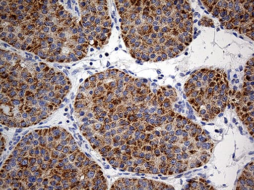 COX17 Antibody (aa2-63, clone OTI7H5)