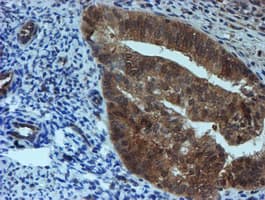 SAT2 Antibody (clone OTI2B3)