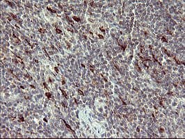 MMP13 Antibody (aa104-471, clone OTI3H3)