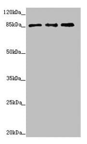 TAF5 Antibody