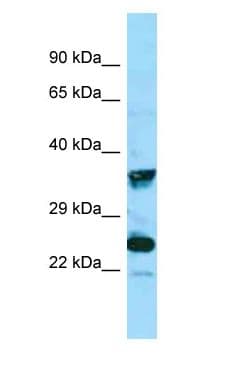 MRGPRX4 / MRGX4 Antibody (C-Terminus)
