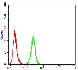 RAB8A / RAB8 Antibody (clone 7G8B11)