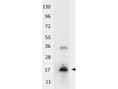 Polyclonal Rabbit anti-Human IL-33 Antibody (HRP, IHC, WB)