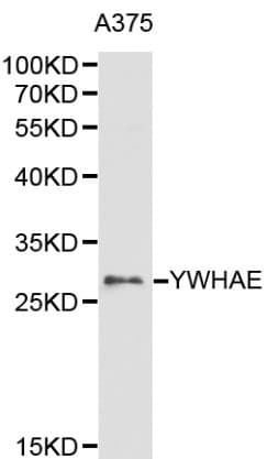 YWHAE / 14-3-3 Epsilon Antibody