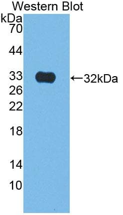 KLK9 / Kallikrein 9 Antibody (aa1-250, APC)